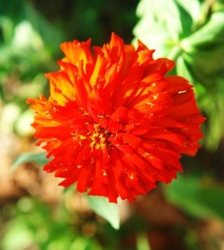 Cynia chryzantemowa Red Man - czerwona