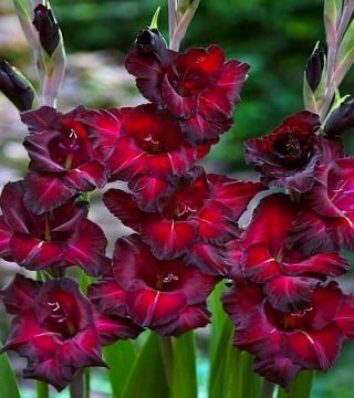 Gladiolus - Mieczyk Black Star - 5 cebulek