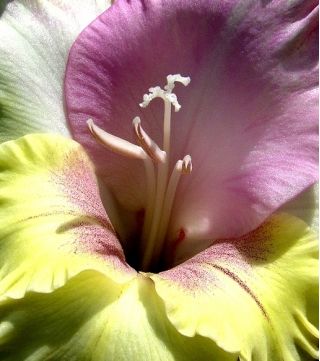 Gladiolus - Mieczyk Mon Amour - 5 cebulek
