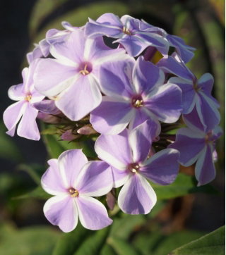 Floks (Phlox) - Płomyk wiechowaty - All In One - GIGA paczka! - 50 szt.