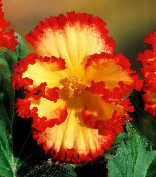 Begonia - Marginata Yellow - żółto-czerwona - GIGA paczka! - 100 szt.