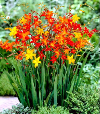 Krokosmia - mix kolorów - duża paczka! - 100 szt.