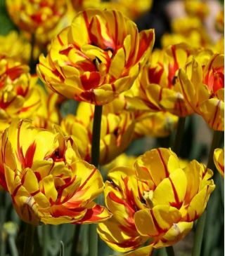 Tulipan Golden Nizza - 5 cebulek