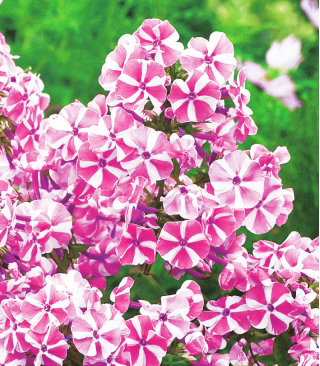 Floks (Phlox) - Płomyk wiechowaty - Peppermint Twist - duża paczka! - 10 szt.