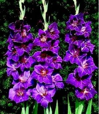 Gladiolus - Mieczyk Violetta - 5 cebulek