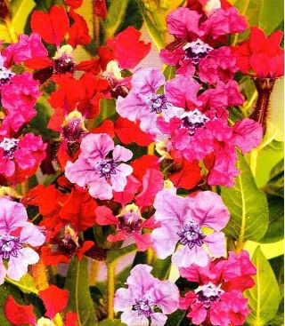 Kufea miedziana Summer Medley - 135 nasion