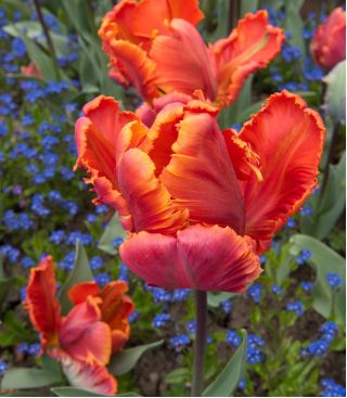 Tulipan Prinses Irene Parrot - opak. 5 szt.