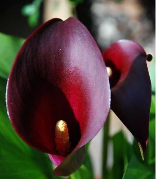 Zantedeschia, Calla - Kalla, Kalia Czarna - Schwarzwalder - 1 cebula