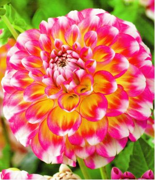 Dalia Hawaii - 1 karpa
