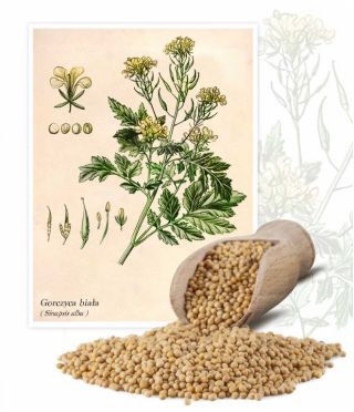 Gorczyca biała konsumpcyjna - 5 kg - 650000 nasion