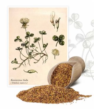 Koniczyna biała Grasslands Huia - 200 g - 296000 nasion