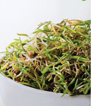 Nasiona na kiełki - Zestaw MIX - 10 szt.