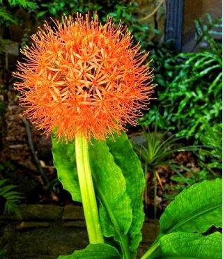 Krasnokwiat Katarzyny - GIGA paczka! - 50 szt.