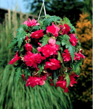 Begonia zwisająca - różowa - GIGA paczka! - 100 szt.