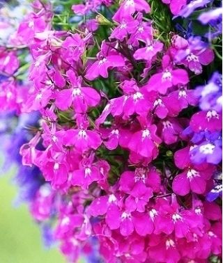 Lobelia zwisła - karminowoczerwona - 3200 nasion