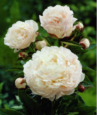 Piwonia, Paeonia - Shirley Temple - sadzonka - duża paczka! - 10 szt.