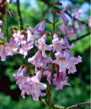 Drzewo tlenowe - Oxygen Tree - Paulownia omszona - produkuje dużo tlenu