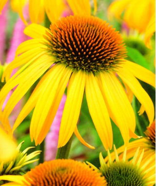 Jeżówka żółta - Yellow - GIGA paczka! - 50 szt.