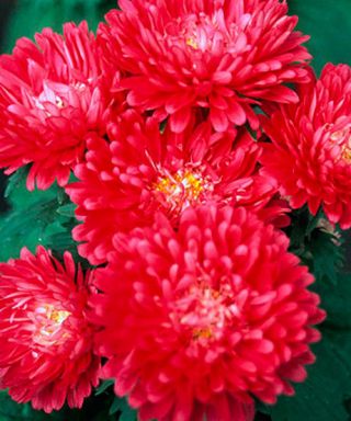 Aster chiński peoniowy Opalfeauer
