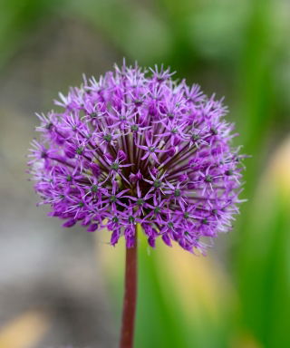 Czosnek ozdobny Shing - GIGA paczka! - 150 cebulek