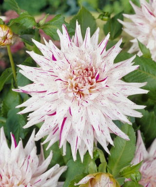 Dalia - Mick's Peppermint - GIGA paczka! - 50 szt.