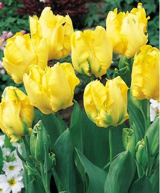 Tulipan papuzi Texas Gold - 5 cebulek