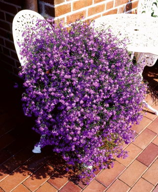 Lobelia zwisła - karminowoczerwona - 3200 nasion