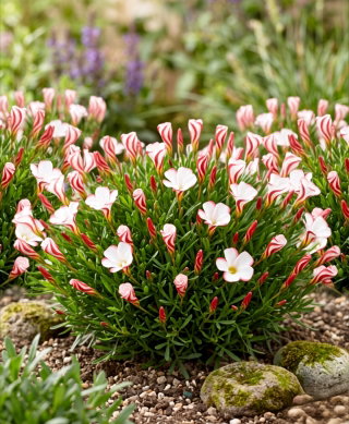 Oxalis - Szczawik Versicolor - 2 bulwy