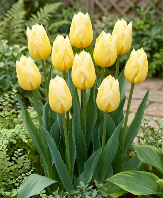 Tulipan Sweetheart - duża paczka! - 50 szt.
