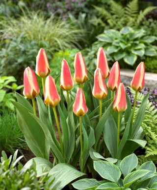 Tulipan Tarafa - 5 szt.
