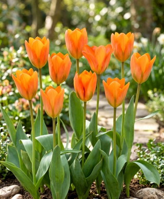 Tulipan Orange Emperor - duża paczka! - 50 szt.