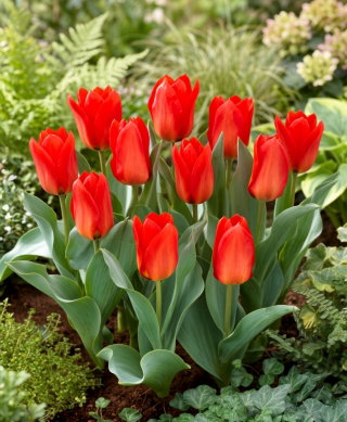 Tulipan Princeps - 5 cebulek