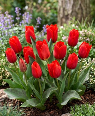 Tulipan Princesse Charmante - duża paczka! - 50 cebulek
