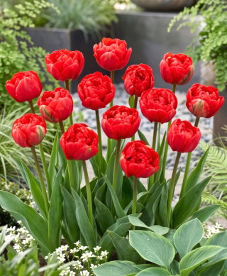 Tulipan pełny Miranda - opak. 5 cebulek