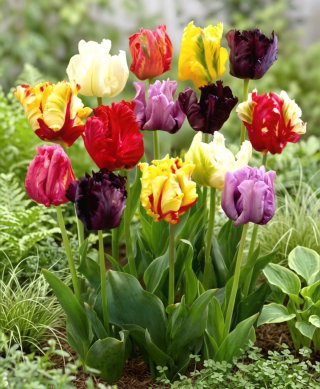 Tulipan papuzi mix - Parrot mix - 5 szt.