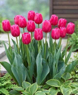 Tulipan Carola - 5 szt.