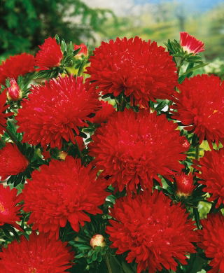 Aster chiński peoniowy Stanisław
