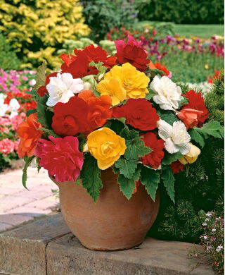 Begonia podwójna (pełna) - mix kolorów - 2 bulwy