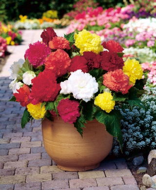 Begonia strzępiasta Fimbriata - mix kolorów - 2 bulwy