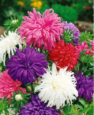 Aster chryzantemowy - 450 nasion