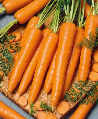 Marchew Sukces - późna, do przechowywania - duże opakowanie - 100 gram