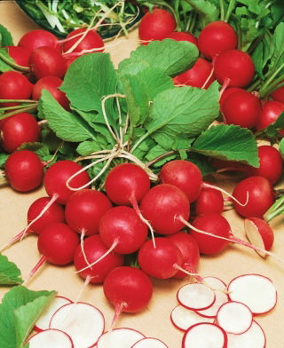 Rzodkiewka Cherry Belle - NASIONA OTOCZKOWANE - 300 nasion