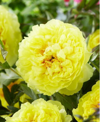 Piwonia, Paeonia - Bartzella - sadzonka - GIGA paczka! - 50 szt.
