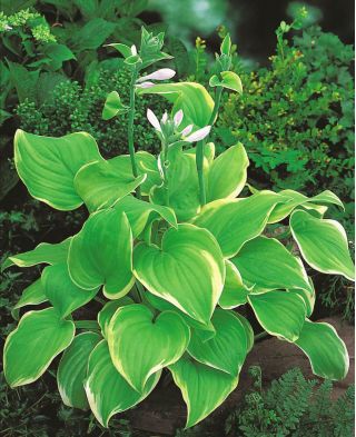 Hosta - Funkia Lakeside Cha Cha - 1 kłącze