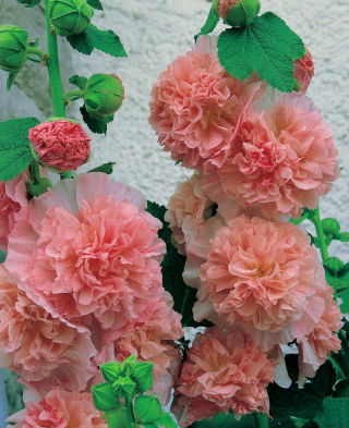 Malwa - Peaches and Dreams - GIGA paczka! - 50 szt.