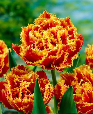 Tulipan Golddust - 5 cebulek