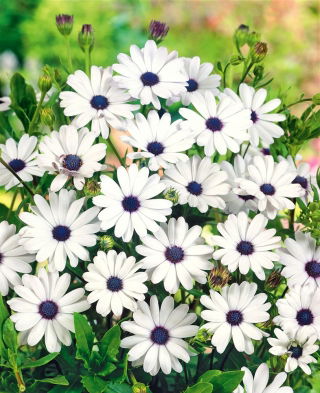 Osteospermum białe - 35 nasion