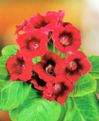 Gloksynia czerwona - Defiance - GIGA paczka! - 50 szt.