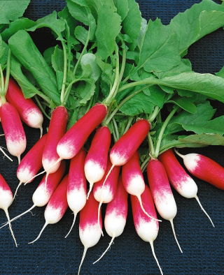 Rzodkiewka Opolanka - NANO-GRO - 30% większe zbiory