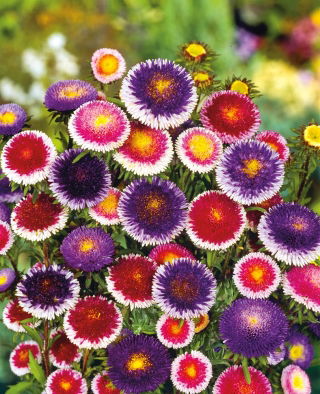 Aster chiński Liliput Moonshine mieszanka